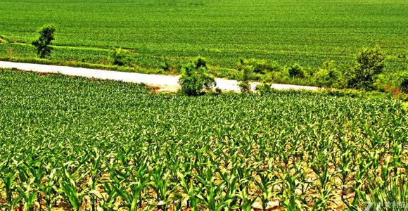 教你如何識(shí)別真假肥料！